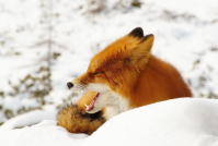 зевота напала