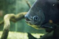 Позитивчик