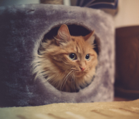 инспектор кошка