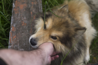 Собака, которая живёт на маяке