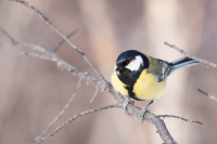 Ане хлопнуть ли нам по рюмашке