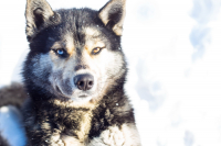 Лучший друг