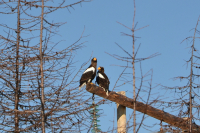 Сладкая парочка.