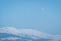 Первые прилетели