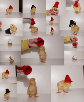 ЦыпоКоллаж))