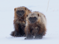 Сладкая парочка