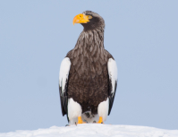 Гордый птыц