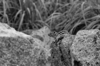 Лесной визитёр