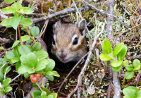 Я здесь живу!!!