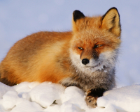 Рыжая хитрюга