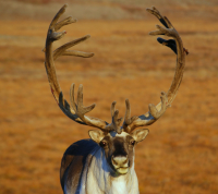 Абсолютная флегма