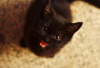 По прозвищу Бегемот