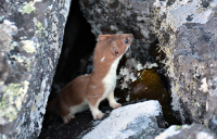 Любопытство