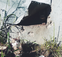 Поесть принес?