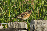 На свободе...