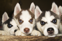 Пять глаз...