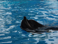 Романтический танец