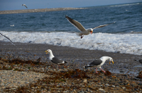 Семейные разборки