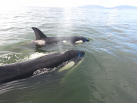 Касатки недалеко от мыса Нюкля