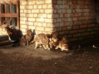 Третий лишний