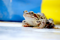 квак-то так