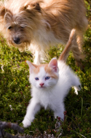 Под присмотром