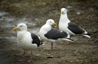 Ольские "курицы"