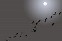 Гуси уже летят высоко