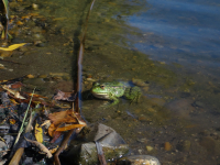 По традиции