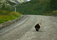про сверкающие пятки