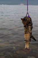 Морские котики. Десант