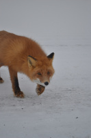 Рыжая красотка