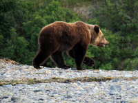 Хозяин тайги