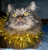 С новым кОтом!