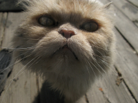 Боевой котэ (капитан спецназа в отставке)