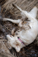 вредные советы