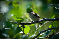 ..обитатель дерева