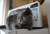 домашняя животная