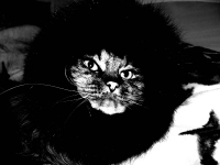 кукуме, кукуме?!