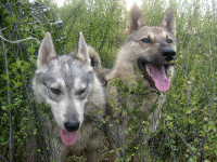 Двое братцев-пёсиков