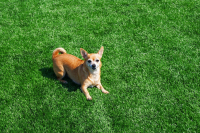 Собака улыбака