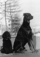 Друзья меньшие