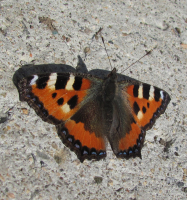 Ранняя весна