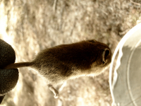 Пока не повесилась