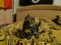 Отдам котейку в добрые руки