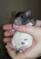 Неужто я никому не нужен?.......