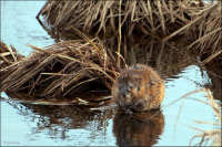 "Танзанский диавол"