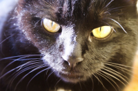 Персональное Зло