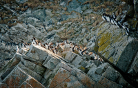 ..шумные соседи