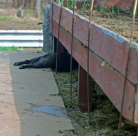 Дачник умаялся )